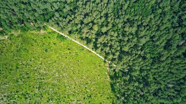 istock Wild forest lanscape, path and forest clearance aerial drone view, green trees from above, pine forest background 1392891912