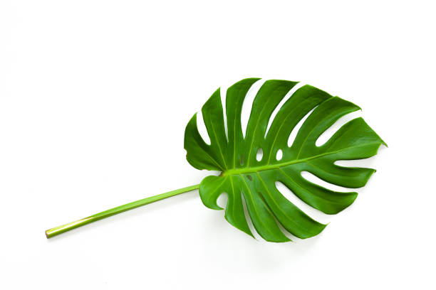 closeup beautiful monstera leaf isolated on white background - rainforest cheese plant philodendron leaf vein imagens e fotografias de stock