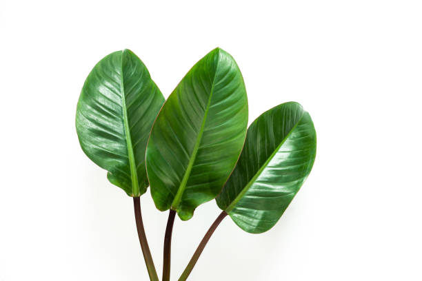 istock Beautiful Tropical leaf isolated on white background. 1392892278