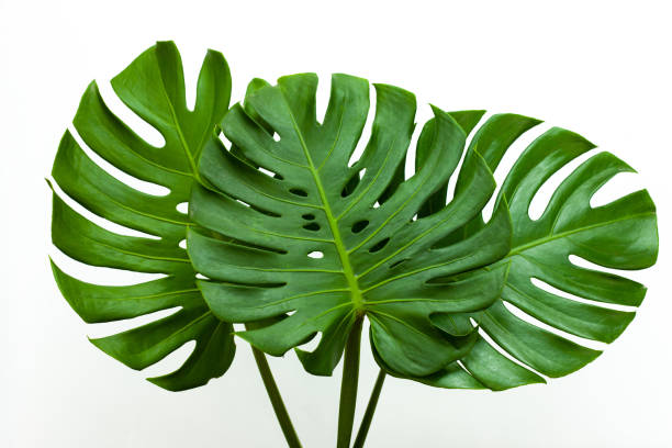 istock closeup beautiful Monstera leaf isolated on white background 1392892287