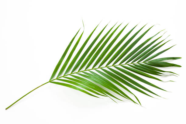 istock Tropical palm leaf isolated on white background. 1392892325