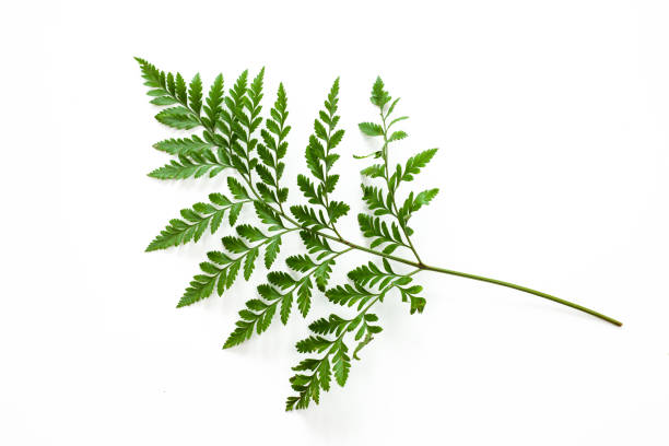 Hay-scented fern study, summer