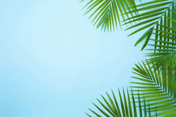 istock Natural palm leaf on pastel blue background. 1392892973