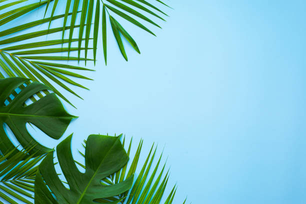 istock Natural palm leaf on pastel blue background. 1392892975