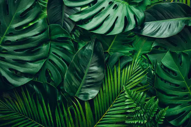 Photo of closeup nature view of palms and monstera and fern leaf background.