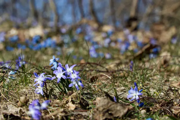 Image of flowers from scilla family. Macrophotography of the flowerbed and single objects. Spring flower. All parts of the flower - stigma, petals, stamen, carpel well visible. Captured in Halmstad, Sweden. Popular flower in parks and cities.