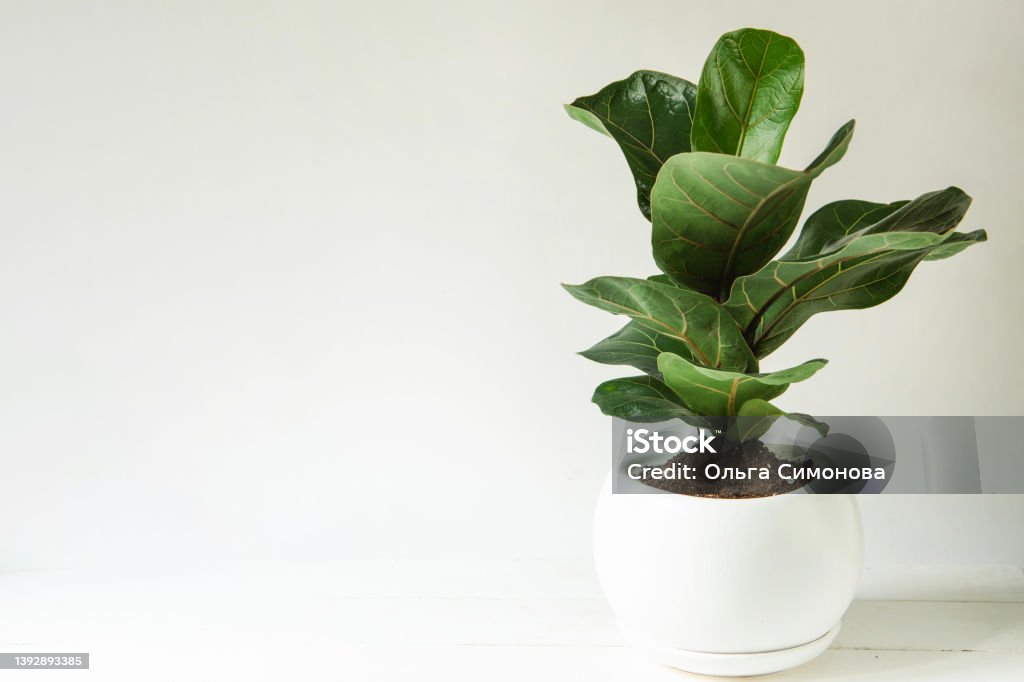 Ficus lirata bambino in a pot on a white background. Growing potted house plants, green home decor, care and cultivation Backgrounds Stock Photo