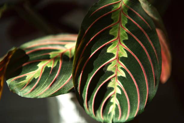 Beautiful maranta leaves with an ornament on a grey background close-up. Maranthaceae family is unpretentious plant. Copy space. Growing potted house plants, green home decor, care and cultivation hermosas hojas de maranta con un adorno sobre un primer plano de fondo gris. la familia maranthaceae es una planta sin pretensiones. espacio de copia. cultivo de plantas de interior en macetas, decoración verde del hogar, cuidado y cultivo