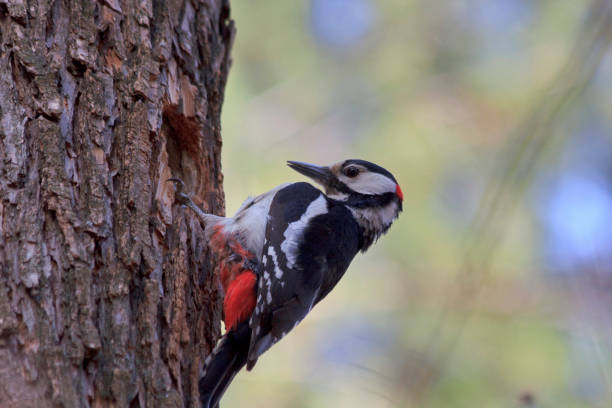 istock Greater Spotted Woodpecker (Dendrocopos Major) on Tree Trunk 1392894566