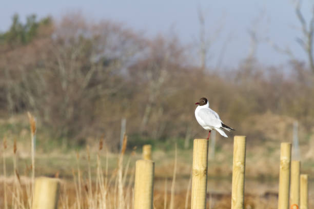 Single gull - larus ridibundus sitting on a wooden pole with some forest in the background. Plenty copy space. Morning in the spring time. Background image good for presentation. Captured in Halmstad, Sweden