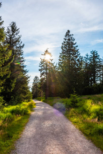 istock The Black Forest of Germany 1392897431