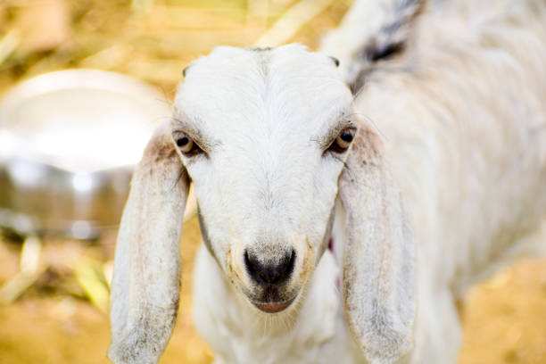istock white little goat closeup 1392897498