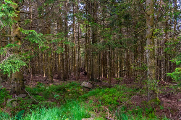 istock The Black Forest of Germany 1392897530