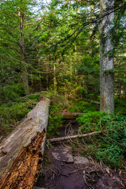 istock The Black Forest of Germany 1392897537