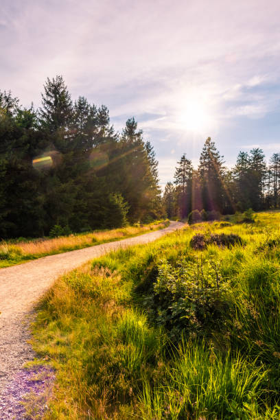 istock The Black Forest of Germany 1392898135