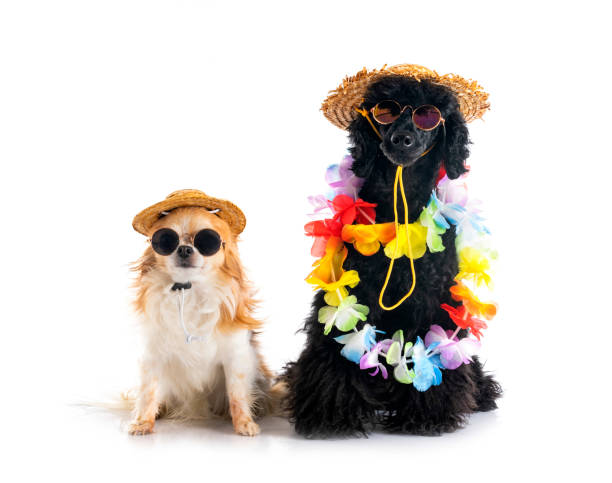 istock poodle and chihuahua in studio 1392898532