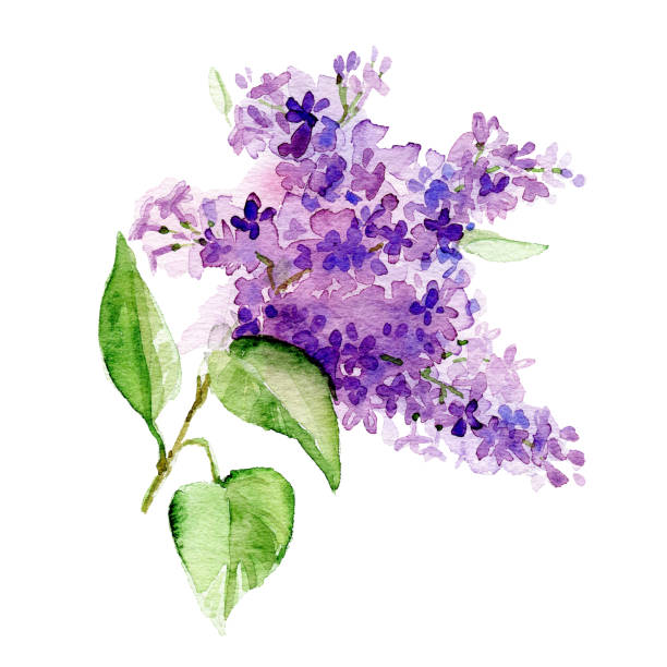 watercolor lilac branch illustration. - leylak stock illustrations
