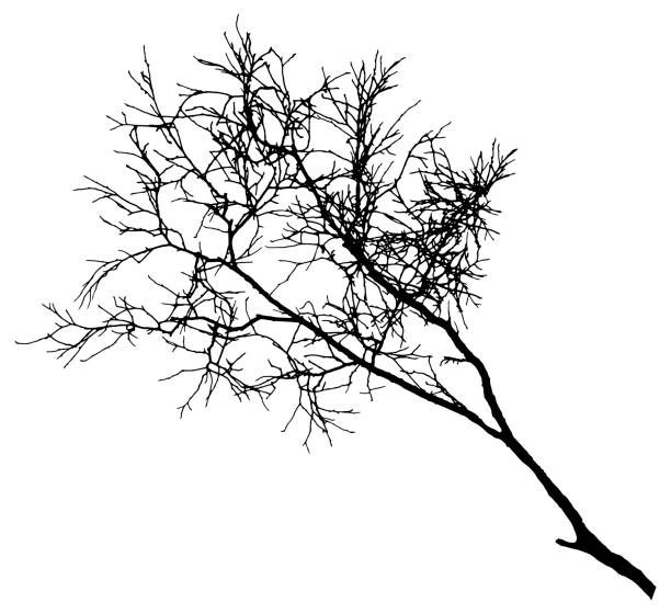 木�の裸の枝、シルエット。ベクターイラストレーション - tree silhouette branch bare tree点のイラスト素材／クリップアート素材／マンガ素材／アイコン素材