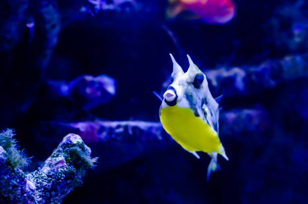 The longhorn cowfish (Lactoria cornuta), also called the horned boxfish