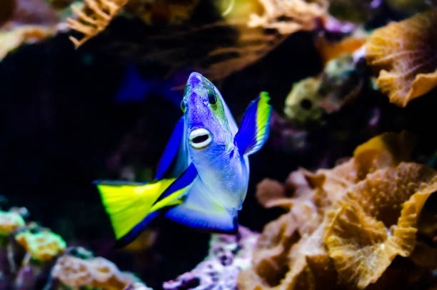 Paracanthurus hepatus, including regal tang, palette surgeonfish, blue tang, royal blue tang, hippo tang stock photo