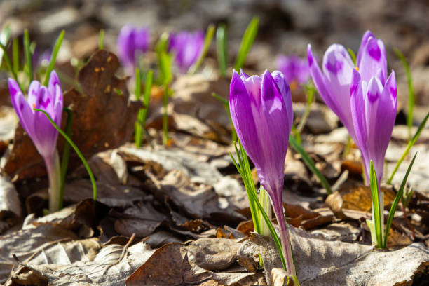 istock Sunlit purple crocus flowers, Crocus tommasinianus, Barr's purple, blooming in Spring, side view, green foliage background 1392900812