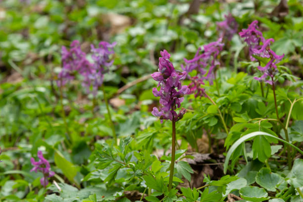 Hollow-root, Corydalis cava, blooming on the forest floor in a park during spring.