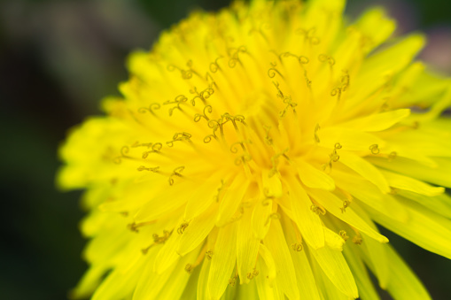 Dandelion flower close-up
