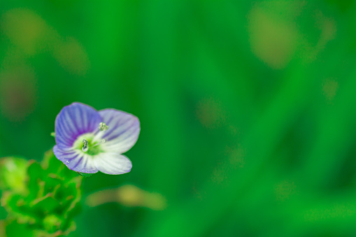 blue-white flower macro on green background
