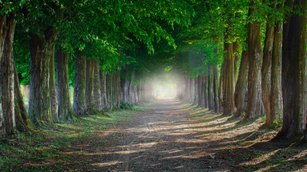 istock hornbeam alley in the spring park 1392903415