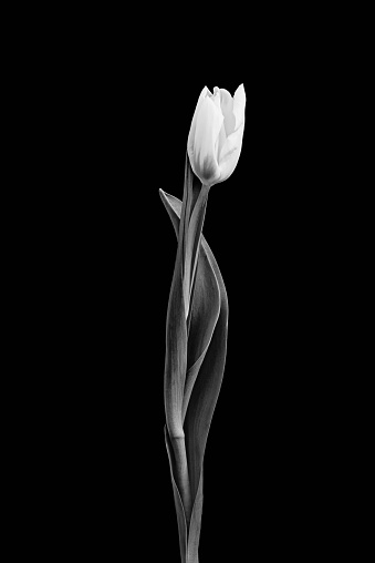 monochrome single isolated veined tulip, vintage painting style macro on black background