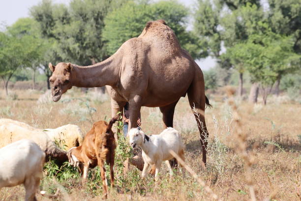 foto eines kameltieres, das mit domestizierten schafen und ziegen auf dem feld grast, indien - camel animal dromedary camel desert stock-fotos und bilder