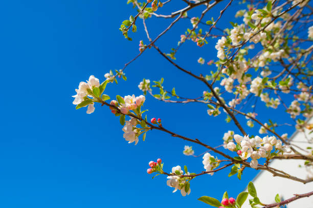 istock Blossoming tree in a garden in bright sunlight below a blue sky in springtime 1392903801
