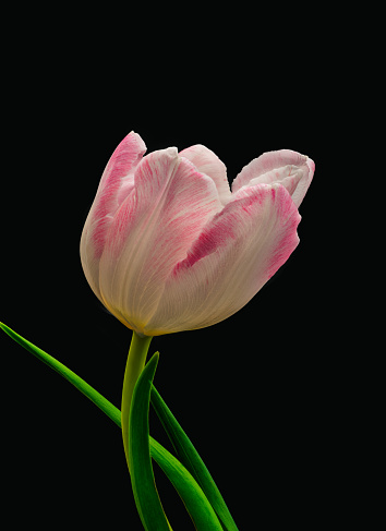 Bright pink white single tulip blossom macro with green leaves on black background seen from the side