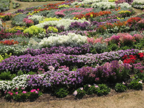 istock Spring flowerbed with many colorful flowers in full bloom 1392904409