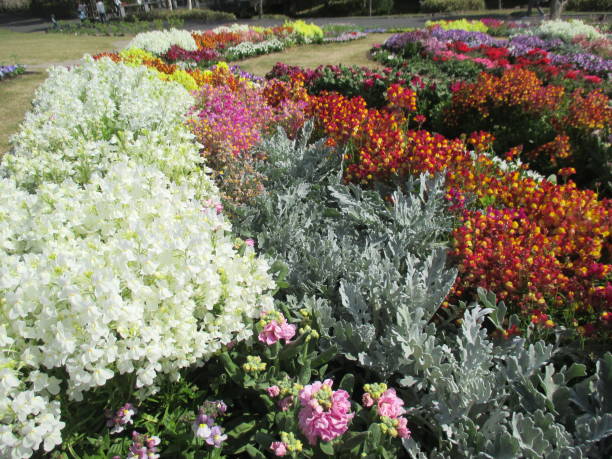 istock Spring flowerbed with many colorful flowers in full bloom 1392904453