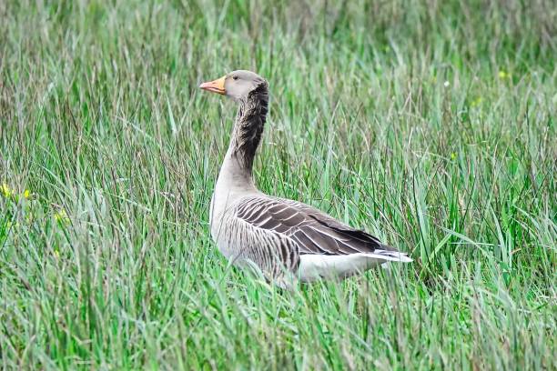 istock Gray Goose standing in grass, close-up 1392904505