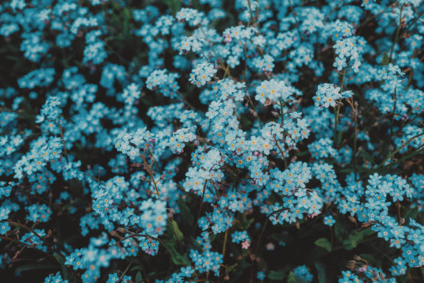 Forget me not (myosotis) flowers growing wild Beautiful blue forget-me-not flowers growing wild. myosotis sylvatica stock pictures, royalty-free photos & images