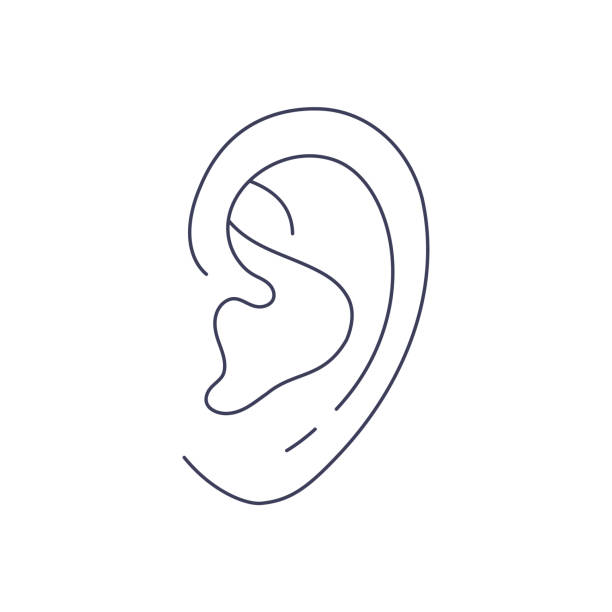 ilustraciones, imágenes clip art, dibujos animados e iconos de stock de oído humano en estilo línea. gráfico vectorial simple aislado sobre fondo blanco. - listening people human ear speaker