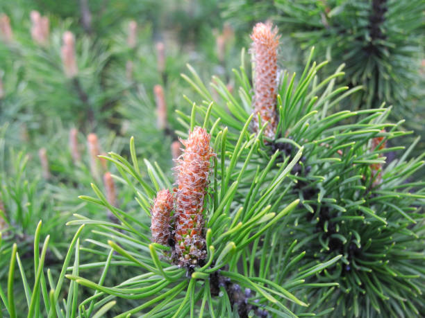 istock Young growing apical shoots on pine branch 1392906622