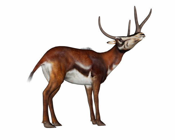 istock Kyptocera mammal standing head looking up - 3D render 1392906778