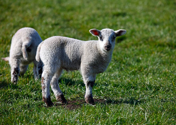 풀밭에서 갓 태어난 양 - livestock rural scene newborn animal ewe 뉴스 사진 이미지