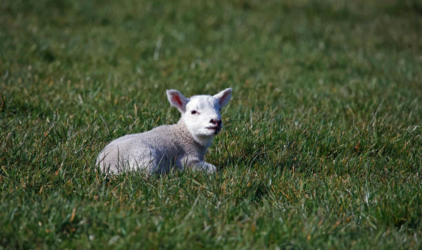 istock Newborn lambs in a grassy field 1392906976