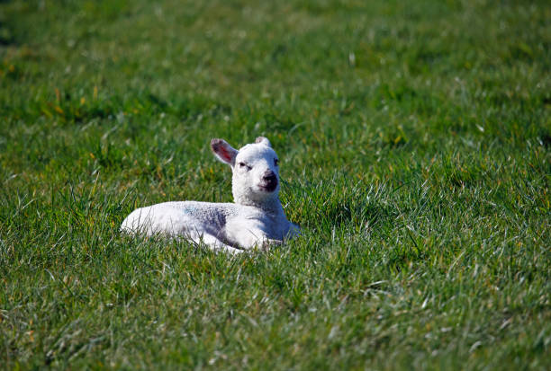 istock Newborn lambs in a grassy field 1392906977