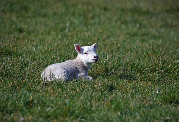 istock Newborn lambs in a grassy field 1392906981
