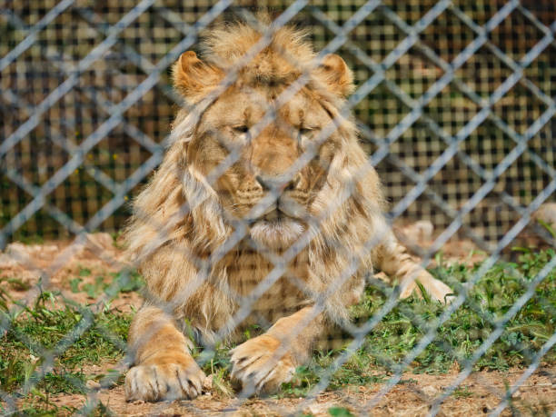 istock Portrait of a beautiful lion 1392907076