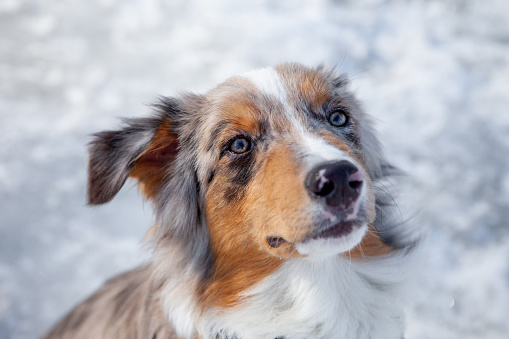 A young Australian Shepherd puppy with brown eyes looks at the owner. Dog training, shepherd breed