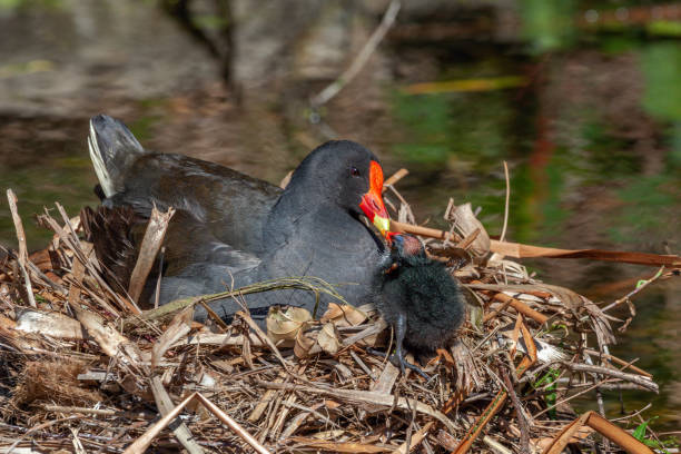 istock Loving moorhen parent 1392907223