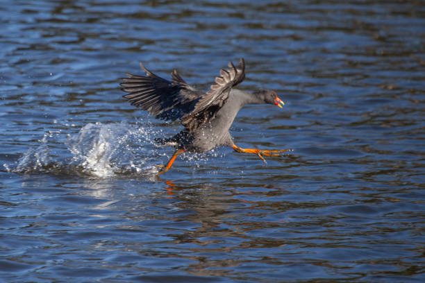 istock Fight or flight on the pond 1392907277