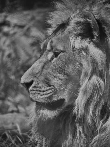 istock Portrait of a beautiful lion 1392908516