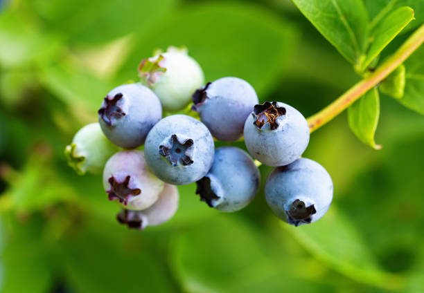 istock Ripe blueberries in homemade garden. Fresh fruit growing on branch. 1392908607